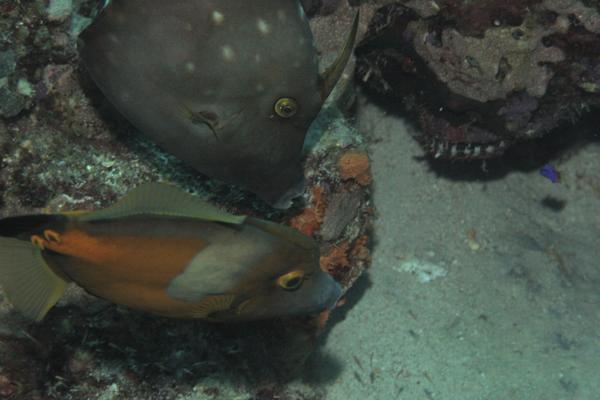 Filefish - Whitespotted Filefish