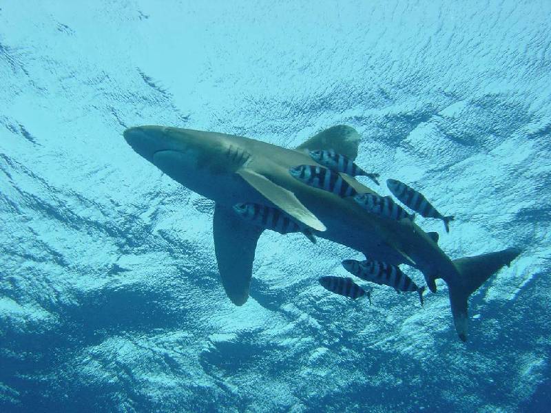 Sharks - Oceanic Whitetip Shark