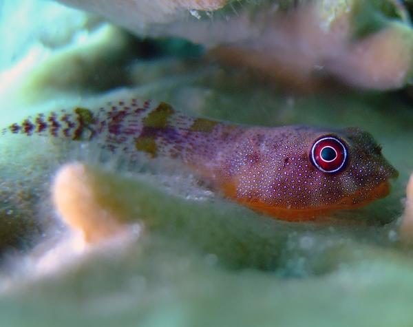 Clingfish - Red Clingfish