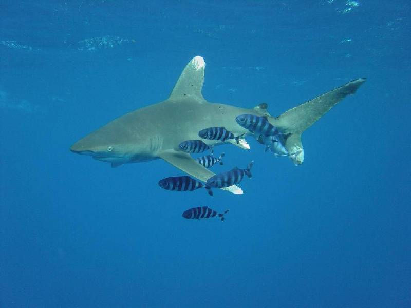 Sharks - Oceanic Whitetip Shark