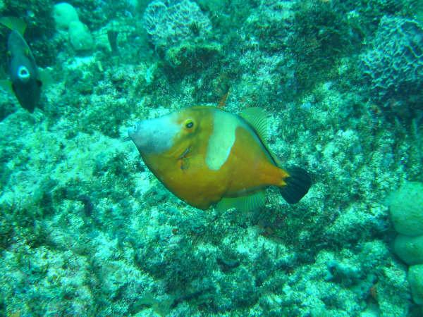 Filefish - Whitespotted Filefish