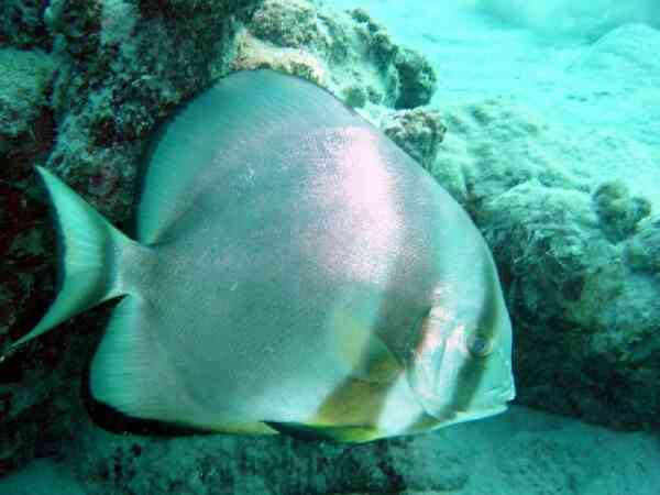 Spadefish - Circular Spadefish