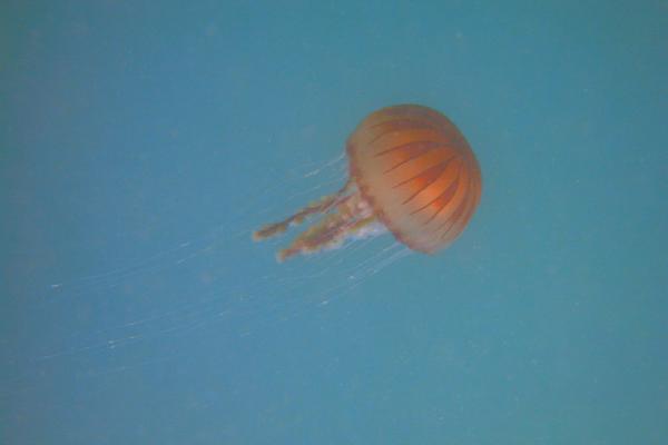 Jellyfish - Compass Jellyfish