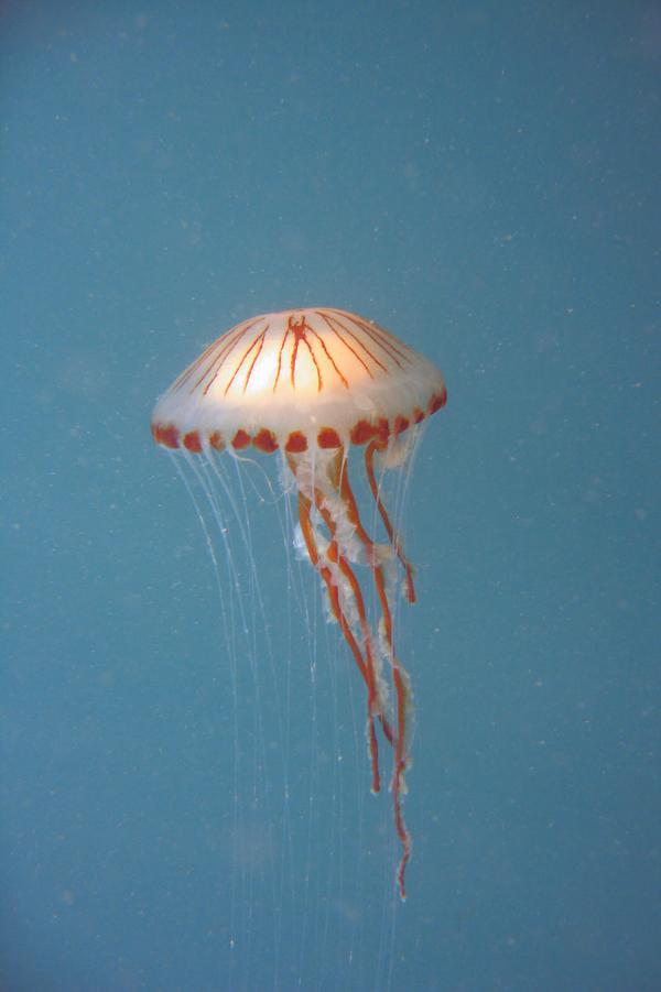 Jellyfish - Compass Jellyfish