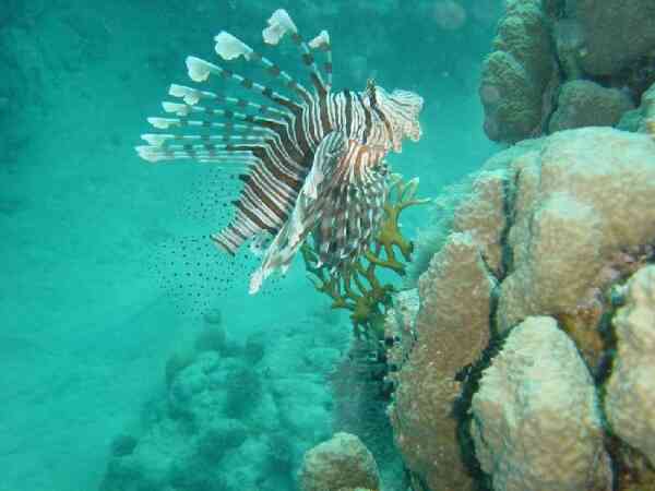 Lionfish - Lionfish