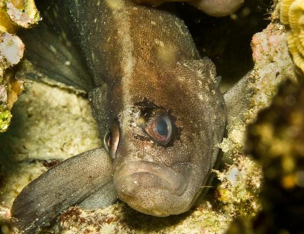 Seabasses - Greater Soapfish