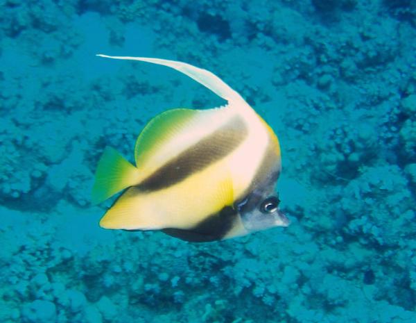Butterflyfish - Red Sea Bannerfish