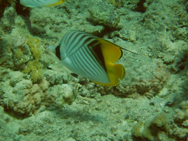 Threadfin Butterflyfish