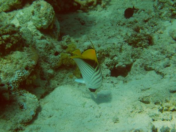 Butterflyfish - Threadfin Butterflyfish