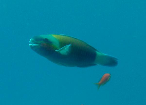 Parrotfish - Bullethead parrotfish