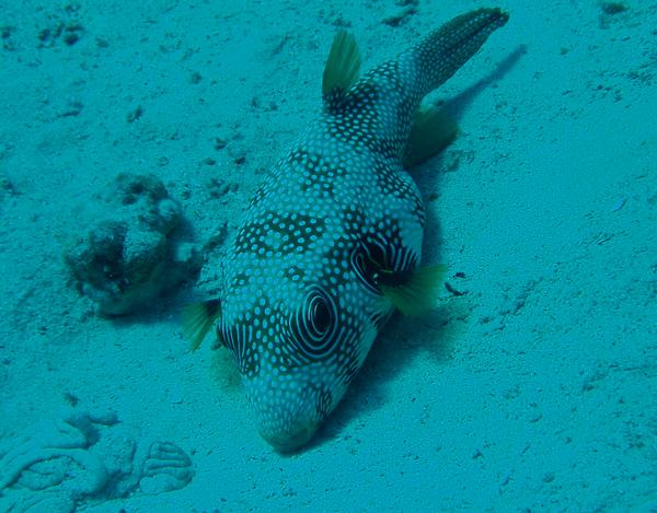 Pufferfish - Whitespotted Puffer