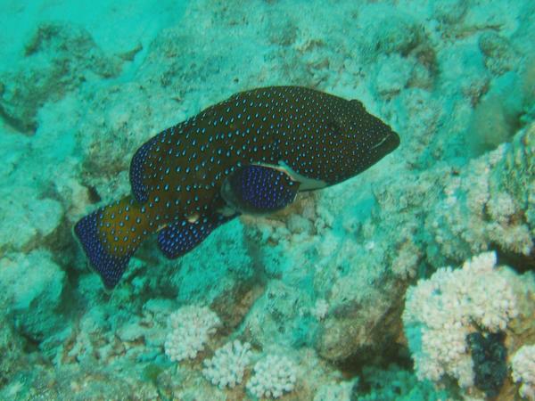 Groupers - Peacock Grouper