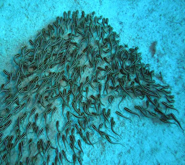 Catfish - Striped eel catfish