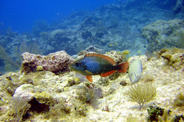 Parrotfish - Redband Parrotfish