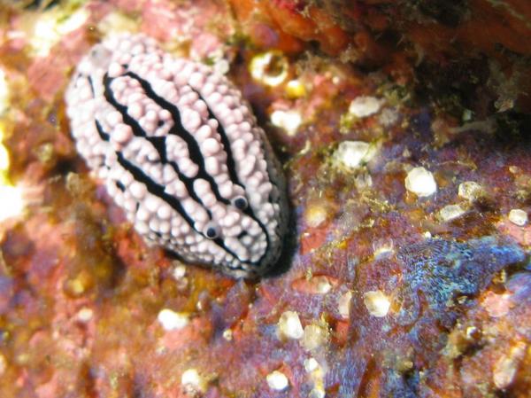 Nudibranches - Pimpled Phyllidiella