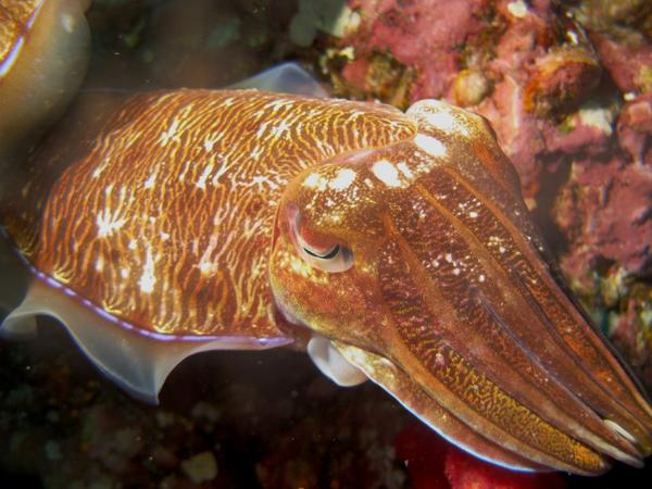 Cephalopoda - Pharaoh Cuttlefish