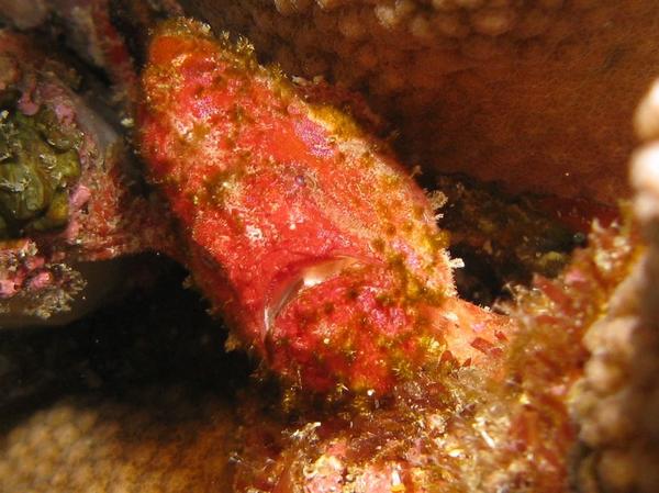Frogfish - Freckled Frogfish