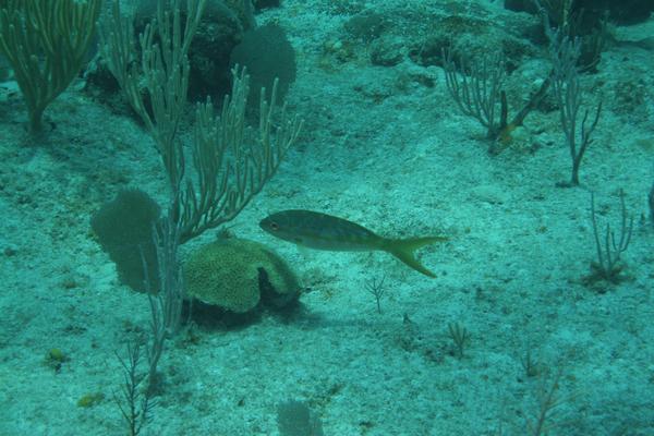 Snappers - Yellowtail Snapper