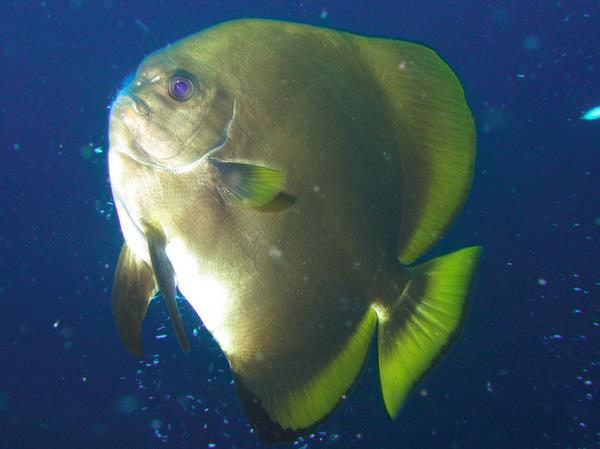 Spadefish - Golden Spadefish