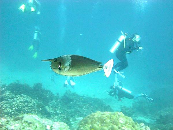 Surgeonfish - Spotted Unicornfish
