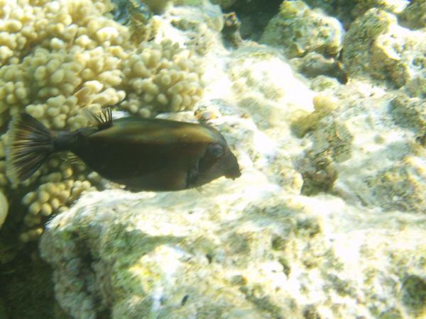 Trunkfish - Arabian Boxfish