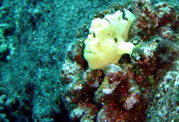Frogfish - Spotfin Frogfish