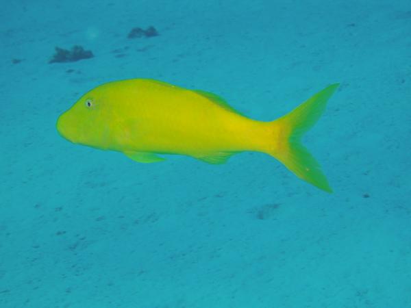 Goatfish - Yellowsaddle Goatfish
