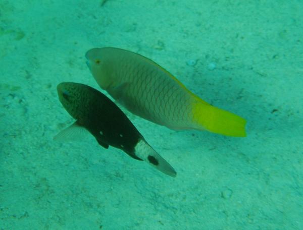 Rusty Parrotfish - Scarus ferrugineus