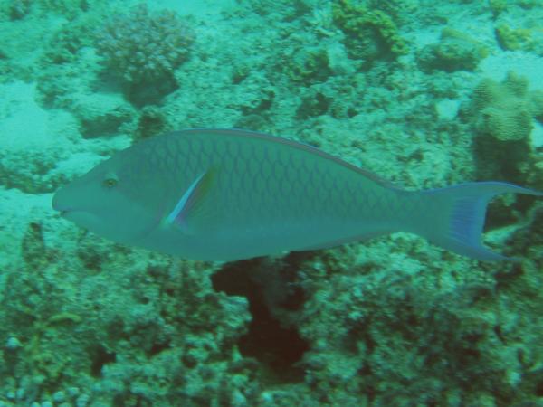 Parrotfish - Longnose Parrotfish