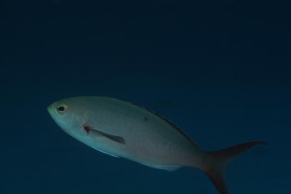 Seabasses - Creolefish