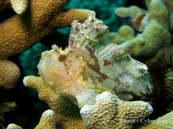Scorpionfish - Leaf Scorpionfish