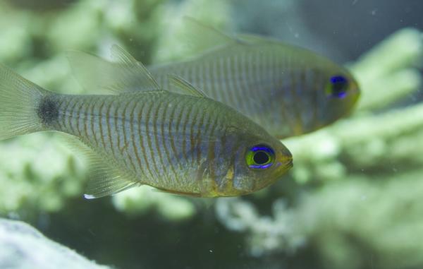 Cardinalfish - Spotnape Cardinalfish