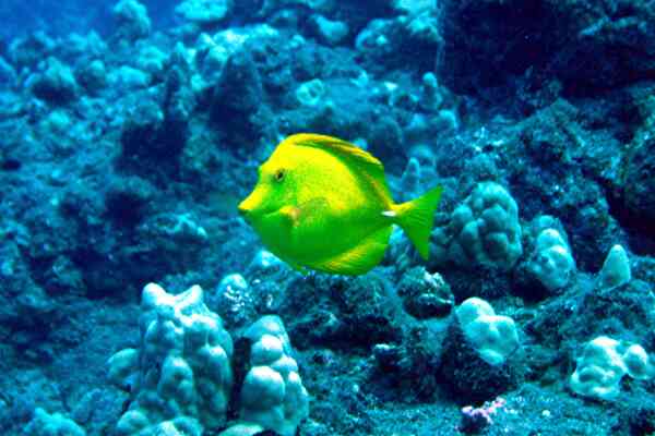 Surgeonfish - Yellow Tang