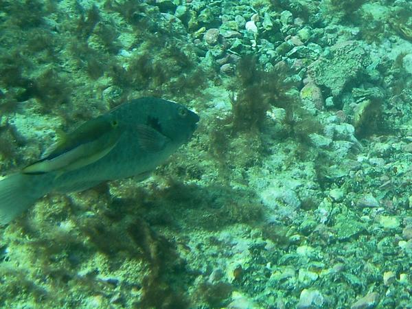 Parrotfish - European Parrotfish