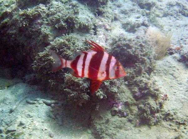 Breams - Red-banded Seabream