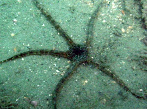 Starfish - Brown brittle star