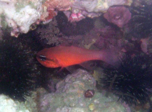 Cardinalfish - Mediterranean Cardinalfish
