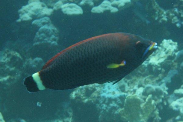 Wrasse - Chiseltooth Wrasse