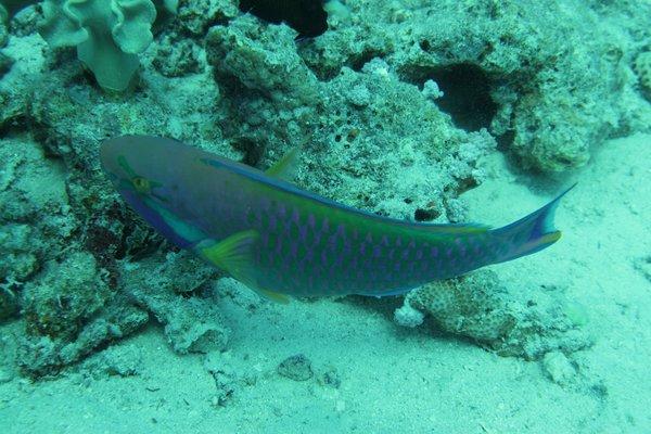 Parrotfish - Purplestreak Parrotfish