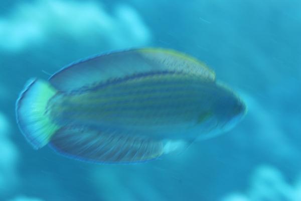 Wrasse - Red Sea Flasher Wrasse