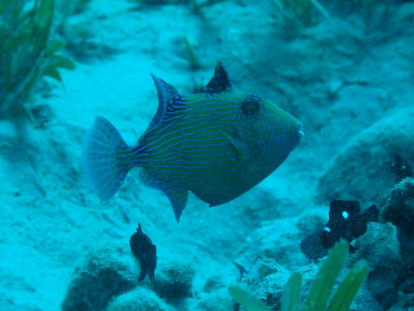 Triggerfish - Blue Triggerfish