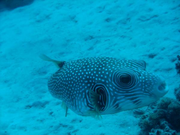 Pufferfish - Whitespotted Puffer