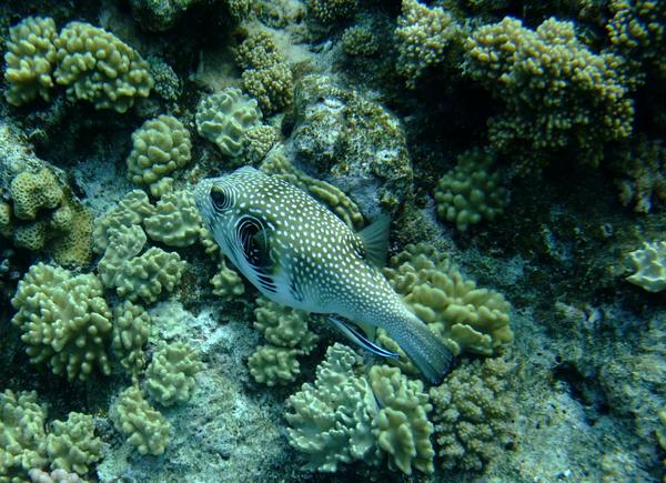 Pufferfish - Whitespotted Puffer