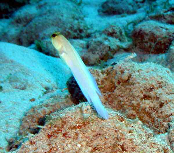 Jawfish - Yellowhead Jawfish