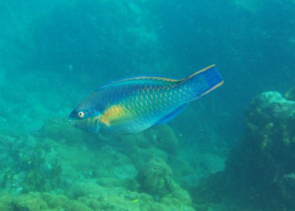 Parrotfish - Princess Parrotfish