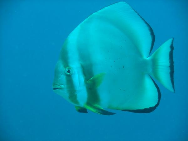 Spadefish - Circular Spadefish