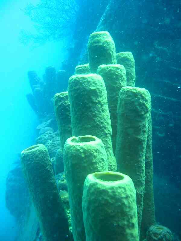 Sponges - Tube Sponge