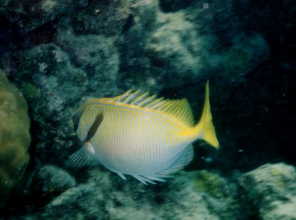 Rabbitfish - Barred Rabbitfish