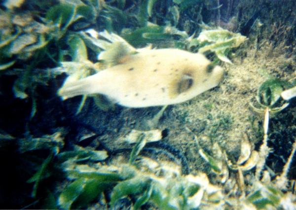 Pufferfish - Black-spotted Puffer