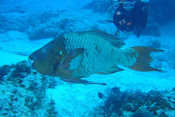 Parrotfish - Rainbow Parrotfish